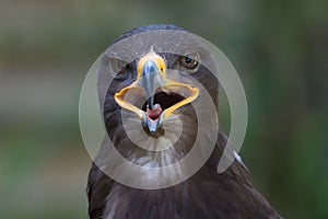 Close up portrait of a Stone Eagle