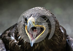 Close up portrait of a Stone Eagle