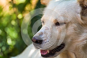 Close up portrait of a stray dog, vagrant dog