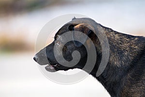 Close up portrait of a stray dog,vagrant dog