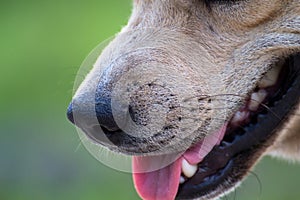 Close up portrait of a stray dog,vagrant dog