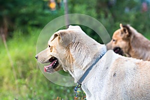 Close up portrait of a stray dog,vagrant dog