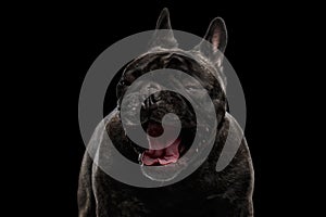 Close-up Portrait of Surprised Funny Screaming French Bulldog Dog, Isolated