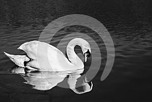 Close up portrait of Swan on the river looking on herself in water reflection on sunset. Illuminated and beautiful Swan posing on