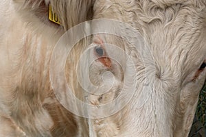 Close up portrait of a sweet white cow looking into the camera