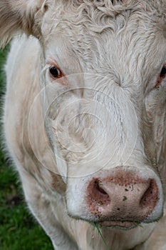 Close up portrait of a sweet white cow looking into the camera