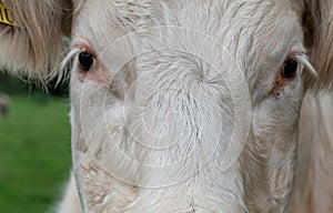 Close up portrait of a sweet white cow looking into the camera