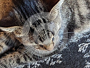 A Close-Up Portrait of a Tabby Cat\'s Mesmerizing Markings