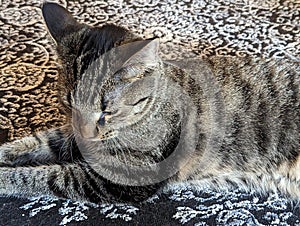 A Close-Up Portrait of a Tabby Cat\'s Mesmerizing Markings