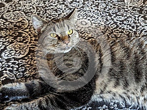 A Close-Up Portrait of a Tabby Cat\'s Mesmerizing Markings