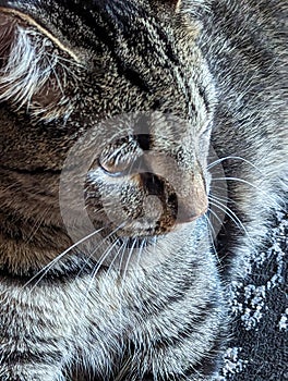 A Close-Up Portrait of a Tabby Cat\'s Mesmerizing Markings