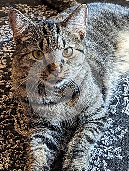 A Close-Up Portrait of a Tabby Cat\'s Mesmerizing Markings