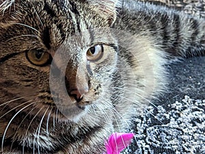 A Close-Up Portrait of a Tabby Cat\'s Mesmerizing Markings