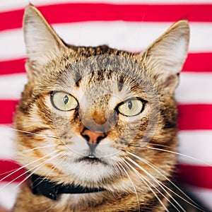 Close Up Portrait Tabby Male Kitten Cat