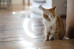 Close-up portrait of tender ginger cat. Soft and fluffy red cat. Lazy cat plays and lies on the old wooden floor in a