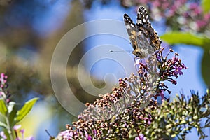 A close up portrait of a thistle butterfly sitting on a branch of a butterfly bush covered in purple flowers.