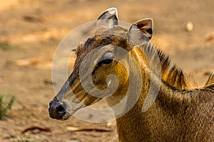 Close-up portrait of a three-quarter hornless female nilgai photo