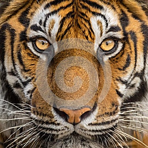 Close-up portrait of a tiger\'s face