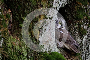 Close -up portrait of tiny brown owl with shining yellow eyes and a yellow beak.