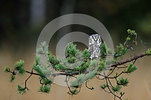 Close -up portrait of tiny brown owl with shining yellow eyes and a yellow beak in a beautiful natural environment