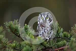 Close -up portrait of tiny brown owl with shining yellow eyes and a yellow beak in a beautiful natural environment