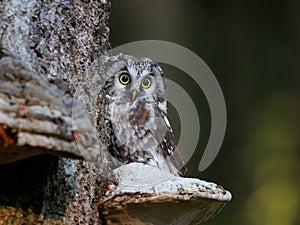 Close -up portrait of tiny brown owl with shining yellow eyes and a yellow beak in a beautiful natural environment