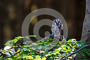 Close -up portrait of tiny brown owl with shining yellow eyes and a yellow beak in a beautiful natural environment