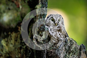 Close -up portrait of tiny brown owl with shining yellow eyes and a yellow beak in a beautiful natural environment