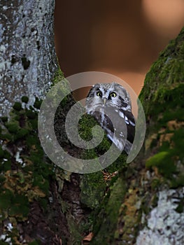 Close -up portrait of tiny brown owl with shining yellow eyes and a yellow beak in a beautiful natural environment