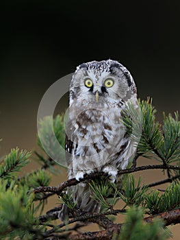 Close -up portrait of tiny brown owl with shining yellow eyes and a yellow beak in a beautiful natural environment.