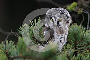 Close -up portrait of tiny brown owl with shining yellow eyes and a yellow beak in a beautiful natural environment.