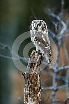 Close -up portrait of tiny brown owl with shining yellow eyes and a yellow beak in a beautiful natural environment.