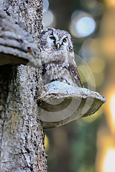 Close -up portrait of tiny brown owl with shining yellow eyes and a yellow beak in a beautiful natural environment.