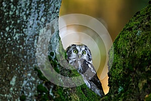 Close -up portrait of tiny brown owl with shining yellow eyes and a yellow beak in a beautiful natural environment.