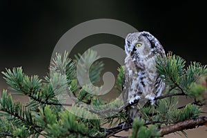 Close -up portrait of tiny brown owl with shining yellow eyes and a yellow beak in a beautiful natural environment.