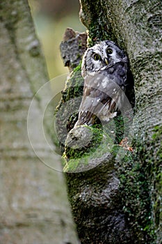 Close -up portrait of tiny brown owl with shining yellow eyes and a yellow beak in a beautiful natural environment.