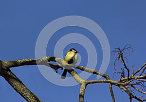 close-up portrait of a titmouse on a tree branch with a bright sky background