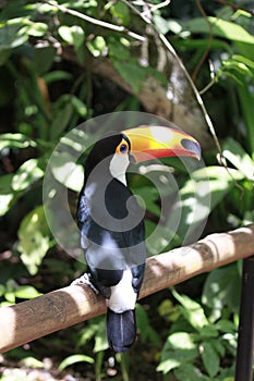 Close-up portrait of the toco toucan with bright orange beak and blue eyes. Ramphastos toco.Brazil. Iguazu.