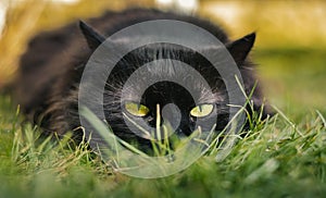 Close up portrait of tomcat Chantilly Tiffany laying on the grass and looking to camera on sunset. Dark black cat with big