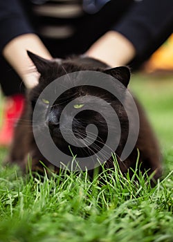 Close up portrait of tomcat Chantilly Tiffany  laying on the grass on sunset. Girl strokes a dark black cat with big green eyes