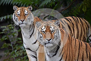 Close up portrait of two Amur tigers