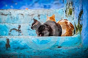 Close- up portrait of two calico cats, sitting outside on the blue stairs of house, with one cat looking at sideways.