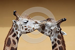 Close up portrait of two giraffes taking a kiss