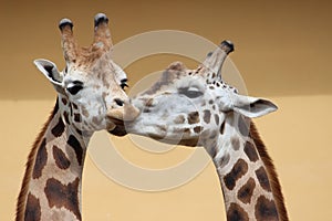 Close up portrait of two giraffes taking a kiss, beige background