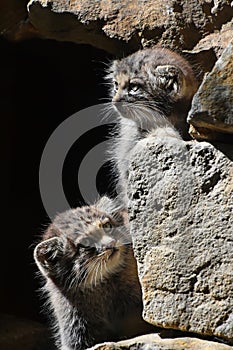 Close up portrait of two manul kittens