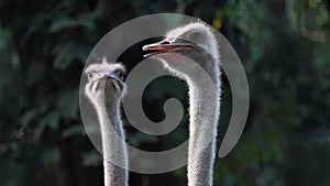 Close up portrait of two ostriches