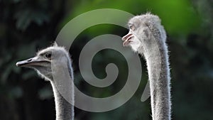 Close up portrait of two ostriches