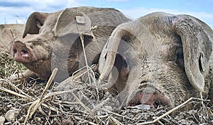 Close up portrait of two pigs outside