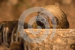 Close-up portrait of a two-toed sloth indoors.