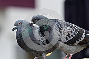 Two pigeons preening eachother